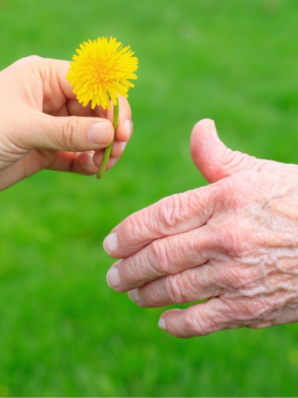 יד של ילד אוחזת בפרח ונותנת אותו ליד של קשיש